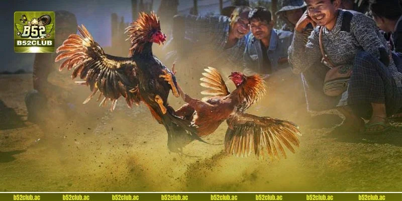 3+ mẹo chơi đá gà đỉnh cao đến từ cao thủ B52.
