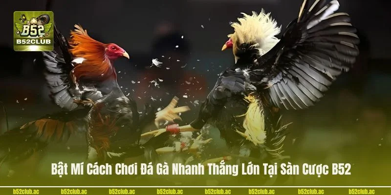 Bật Mí Cách Chơi Đá Gà Nhanh Thắng Lớn Tại Sàn Cược B52