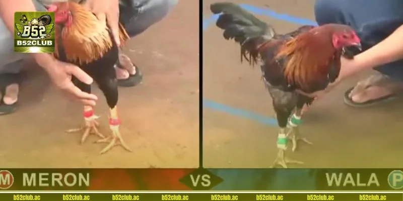 Điều tuyệt vời từ cách chơi đá gà luôn thắng mang lại.