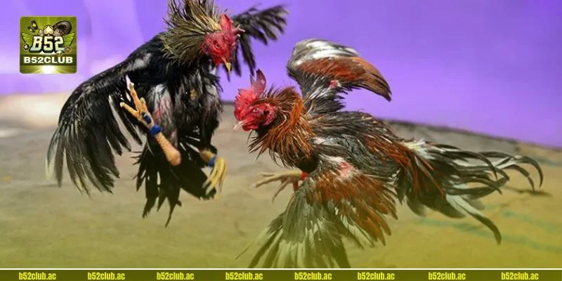 Hiểu rõ cách chơi đá gà B52 cơ bản để dễ dàng chiến thắng.